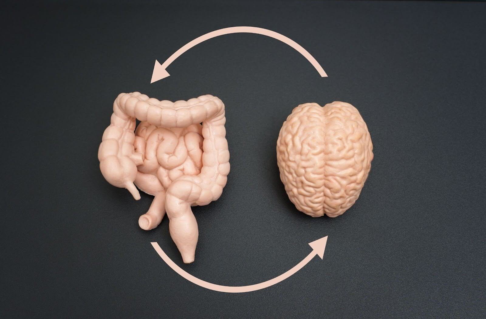 El cerebro y el intestino